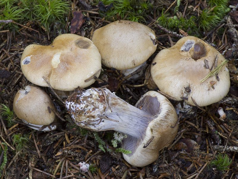 Cortinarius anomalochrascens